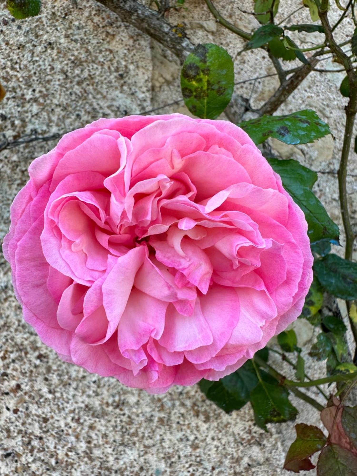 Hotel & Spa Chateau De La Cote - Brantome Biras Zewnętrze zdjęcie